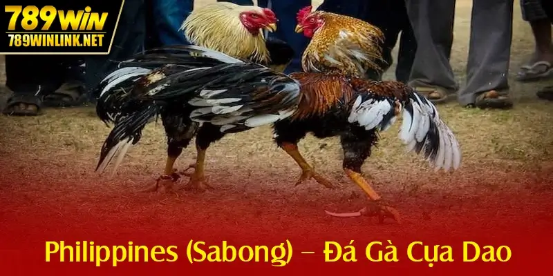 Đá Gà Philippines (Sabong) – Cựa Dao Độc Quyền